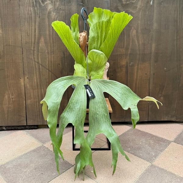 ステマリア　大株　ビカクシダ PLANCHU 観葉植物 ビカクシダ ステマリア 6号吊り鉢 育て方説明