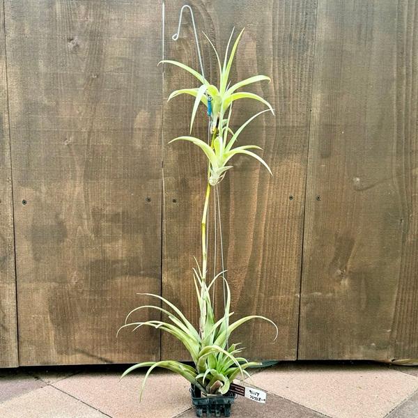 おしゃれ 観葉植物 エアープランツ：チランジア フレクスオーサ