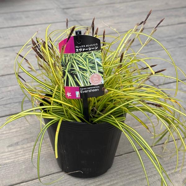 観葉植物 苗 グランドカバー グラス：カレックス オシメンシス