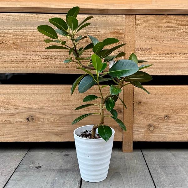 おしゃれ 観葉植物：フランスゴムの木*4号セラアート フィカス