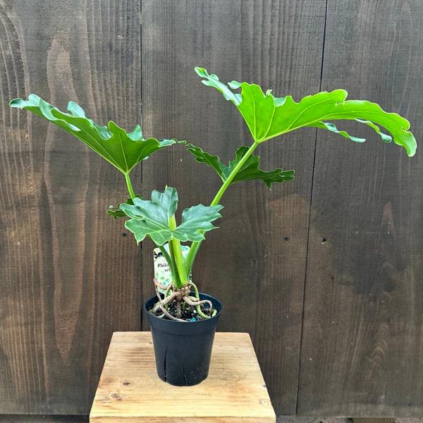 観葉植物：フィロデンドロン セローム*4号プラポット : 遊恵盆栽 Yahoo