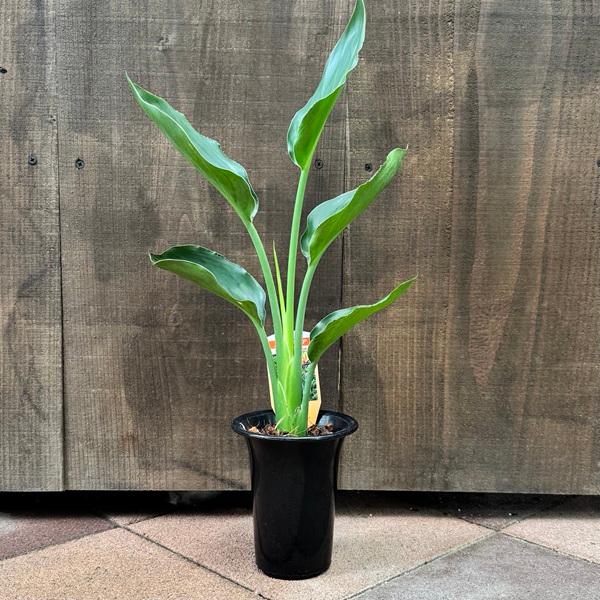 観葉植物：ストレリチア レギネ*4号プラポット : 遊恵盆栽 Yahoo