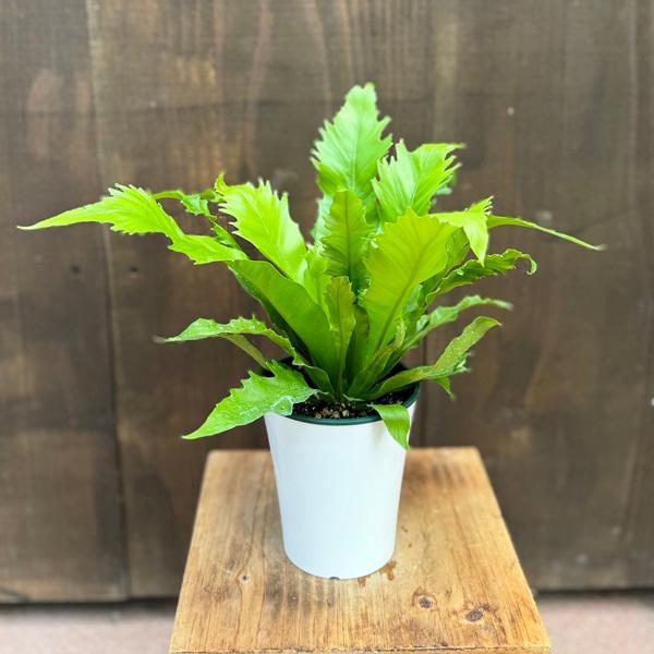 観葉植物：アスプレニウム*4号プラポット タニワタリ : 遊恵盆栽 Yahoo