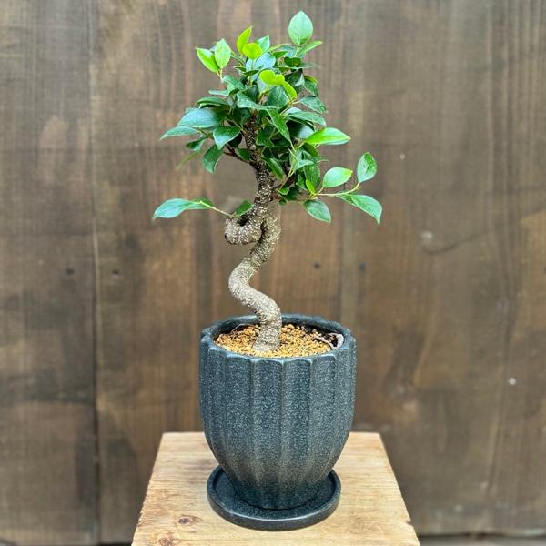 観葉植物 鉢色選べます：ガジュマル 鉢植え 受皿付*桐生砂飾り Ficus