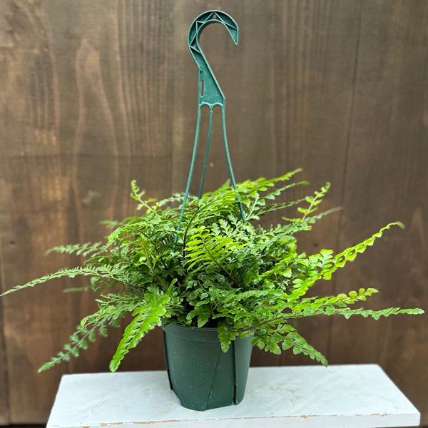 観葉植物：アスプレニウム パーバディ*5号吊り鉢 : 遊恵盆栽