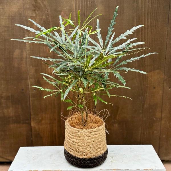 観葉植物　アラレア グリーンアラレア | 観葉植物通販HitoHana(ひとはな)
