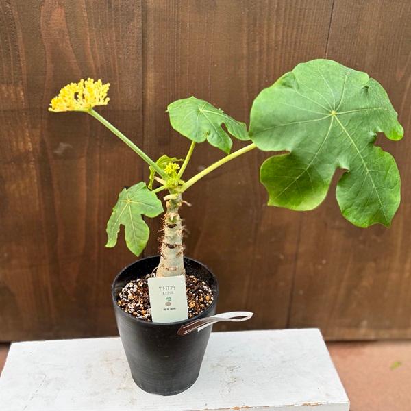 サンゴアブラギリ 苗 観葉植物