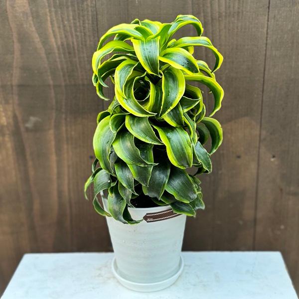 観葉植物：ドラセナ トルネード*5号 セラアート プラ皿付 : 遊恵盆栽
