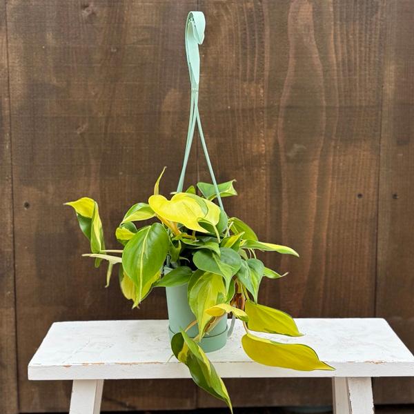 【ブラジル】デンドライト石板額　花草化石　DENDRITOS DO BRAZIL フィロデンドロン ブラジル 【観葉植物 5号／1個売り】｜ 【植物の