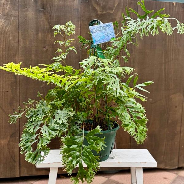 観葉植物：ポリポジウム ファラックス*7号吊り鉢 ポリポディウム
