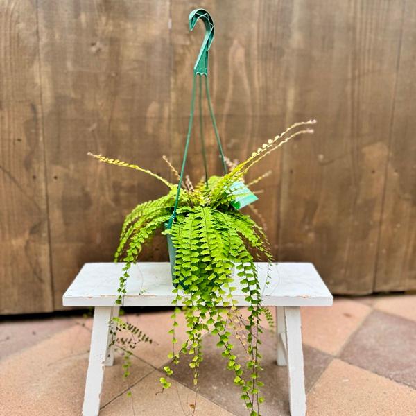 観葉植物：アジアンタム コーダータ*5号吊り鉢 コーダータム Adiantum