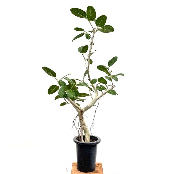 観葉植物：フィカス ベンガレンシス*ベンガルゴム 7号プラポット 大型