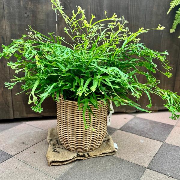 観葉植物：プテリス ロウェリー 鉢カバー*7号 シダ植物 : 遊恵盆栽