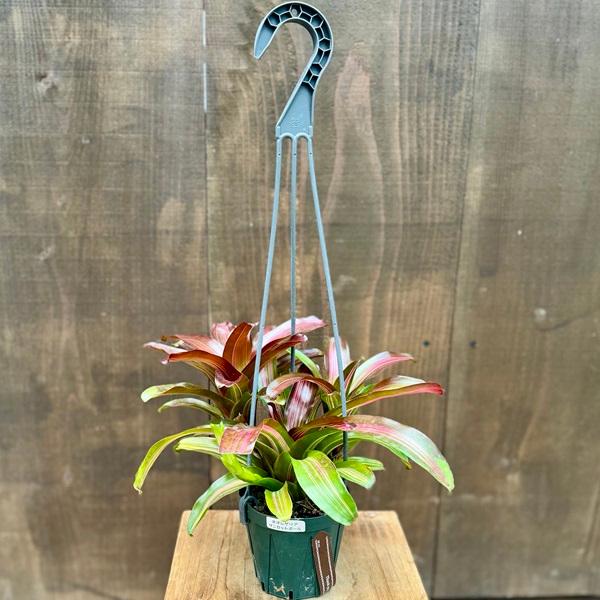 着生植物 観葉植物 選べる：ネオレゲリア*3.5号 吊り鉢 サンセット