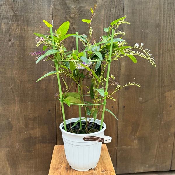 観葉植物 鉢花：ハーデンベルギア 紫＆白ミックス*6号 【お花終わり