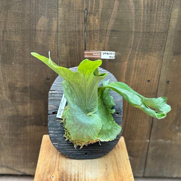 観葉植物：コウモリラン ワンダエ 板付け*吊り ビカクシダ Platycerium