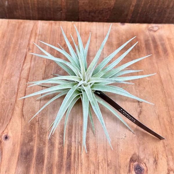 観葉植物 エアープランツ：チランジア ディディスティカ R* : 遊恵盆栽