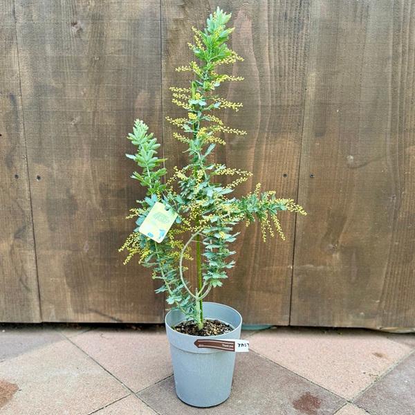 苗 観葉植物：アカシア ミモザ*銀葉アカシア : 遊恵盆栽 Yahoo!店