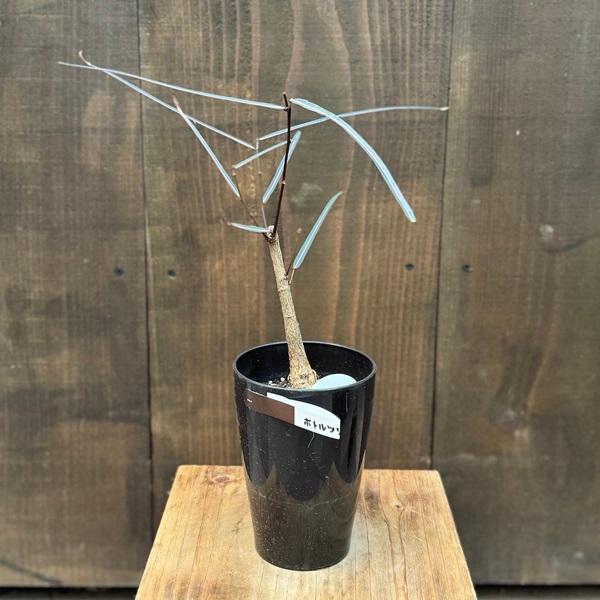 観葉植物：ブラキキトン ボトルツリー*4号 プラポット : 遊恵盆栽