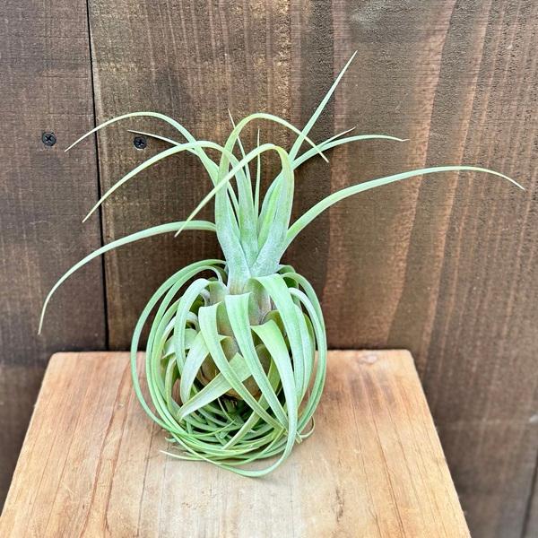 観葉植物 エアープランツ：チランジア バルビシアーナ×ストレプト