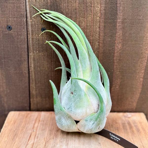 Tillandsia Seleriana Green Giant 速達発送 Tillandsia Seleriana Green Giant 速達発送