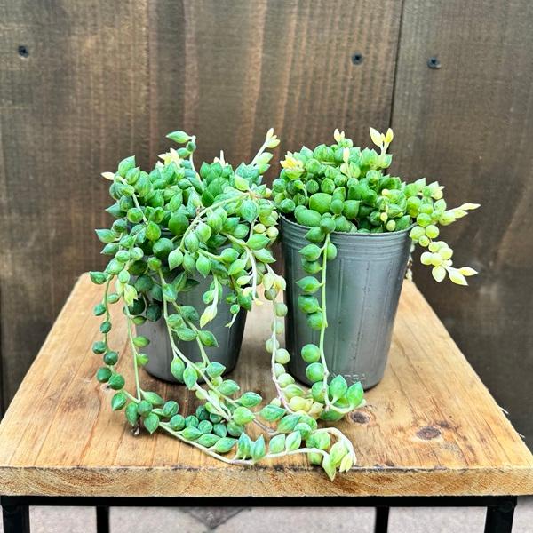 観葉植物 苗：セネシオ エンジェルティアーズ*2個セット 斑入り
