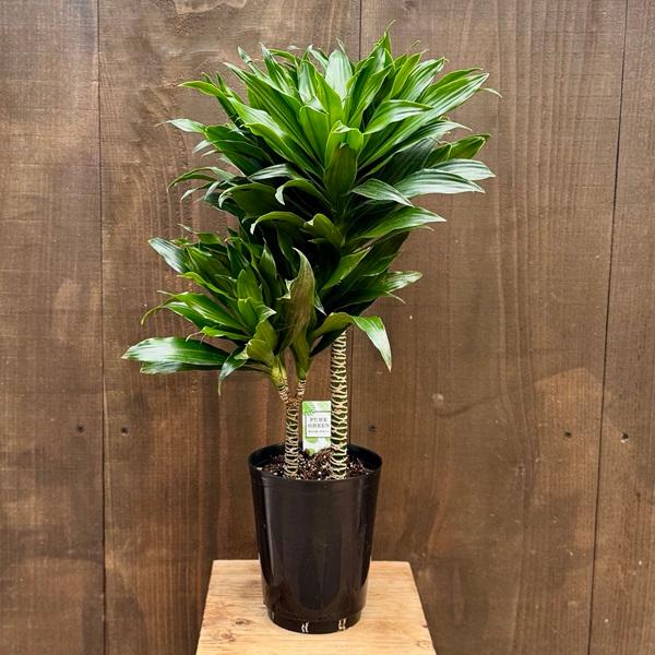 観葉植物：ドラセナ コンパクタ*5号プラポット : 遊恵盆栽 Yahoo