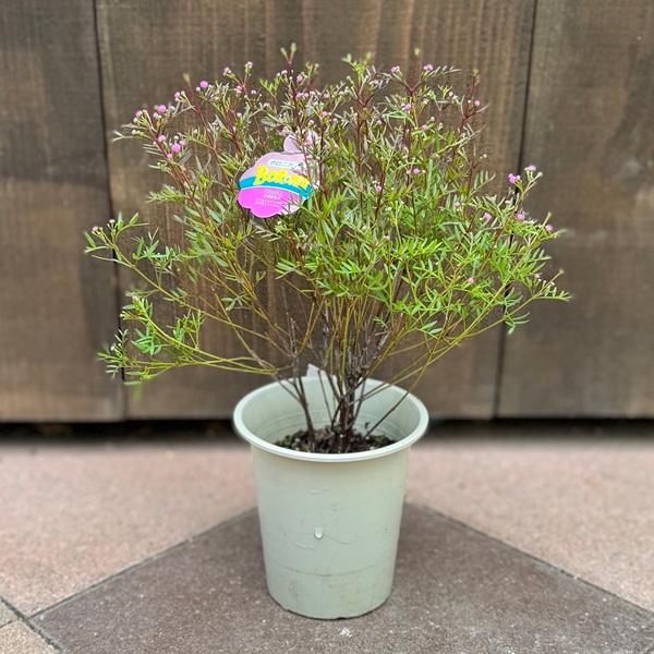 観葉植物 鉢花：ボロニア ピナータ*4号 : 遊恵盆栽 Yahoo!店 - 通販