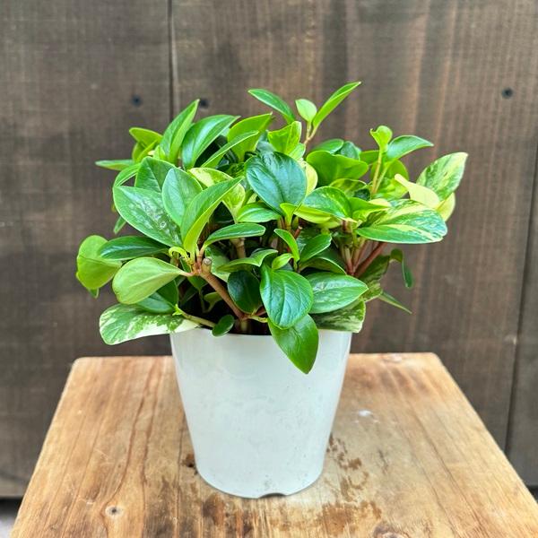 観葉植物：ペペロミア グラベラ*3.5号プラポット : 遊恵盆栽 Yahoo!店