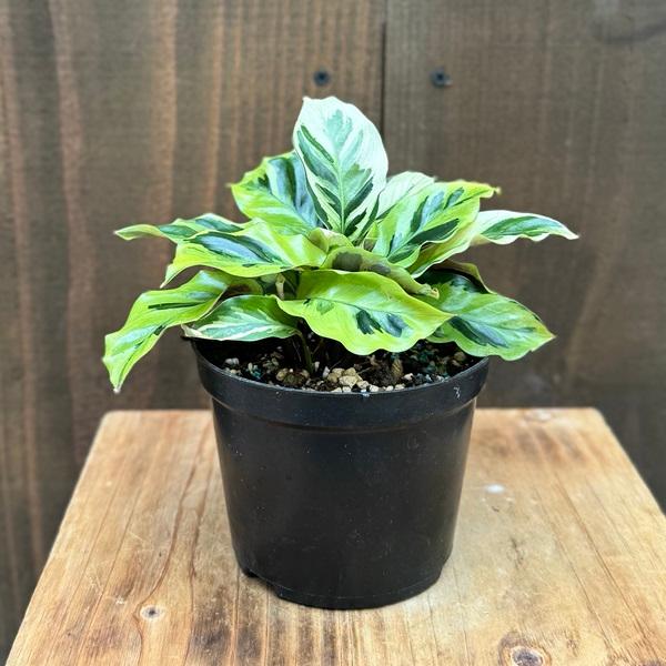 観葉植物：カラテア イエローフュージョン*4号プラポット : 遊恵盆栽