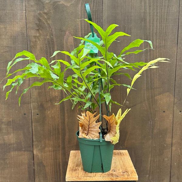 シダ植物 観葉植物：ドリナリア クエルシフォリア*5号吊り鉢 : 遊恵