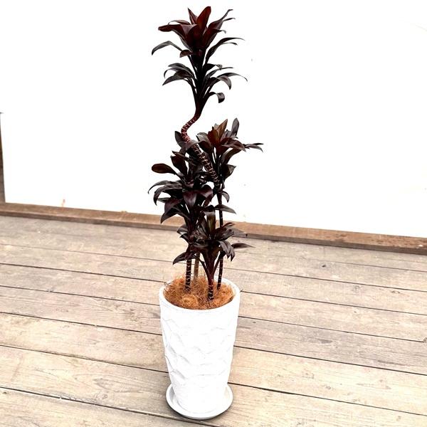 観葉植物：ドラセナ パープルコンパクタ 鉢植え*受皿付 ココヤシ飾り