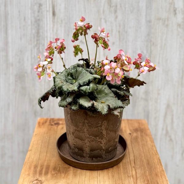 観葉植物：ベゴニア ピンクスパイダー*4号 Begonia 受皿付