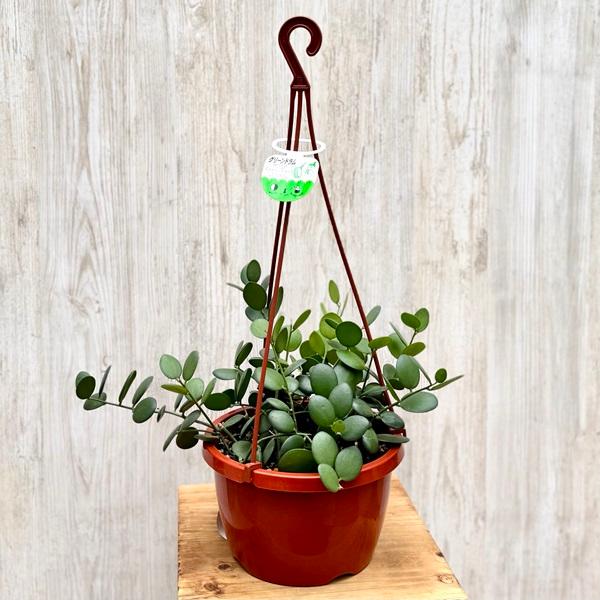 観葉植物 品種選べる：多肉植物 吊り鉢*6号 セネシオ グリーンドラム