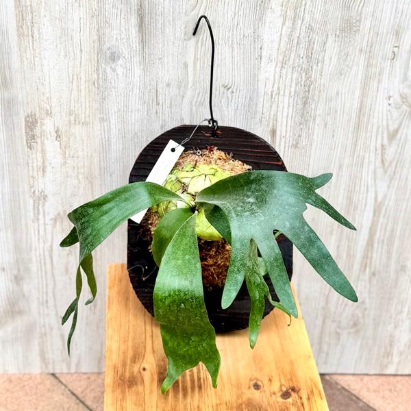 観葉植物：コウモリラン SSフーン 千手観音 板付け*吊り ビカクシダ