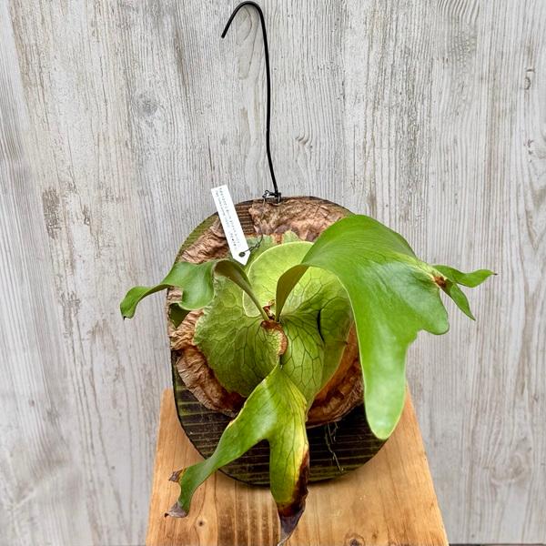 観葉植物：コウモリラン ホーンズサプライズ ダーウィン 板付け*吊り