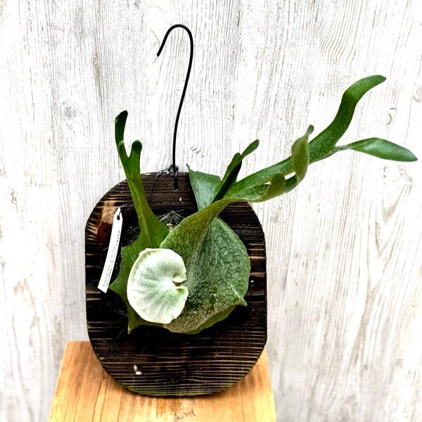 ビカクシダ　スパーバム(P. superbum)　グランデ ビカクシダ】グランデとスパーバムを比較 ビカクシダな日々 その