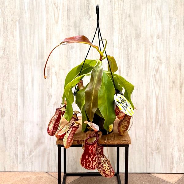★ポットごと♡吊り下げネペンテス♡ガヤ♡5号♡ウツボカズラ♡食虫植物♡ 吊り下げネペンテス♡ガヤ♡5号♡ウツボカズラ♡食虫植物