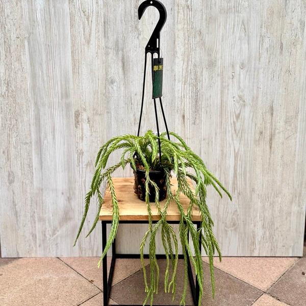 観葉植物：フペルジア カリナータ ブルースカイ*4号吊り