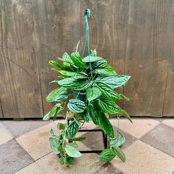 観葉植物：モンステラ ジェイドシャトルコック*7号 吊り鉢 : 遊恵盆栽