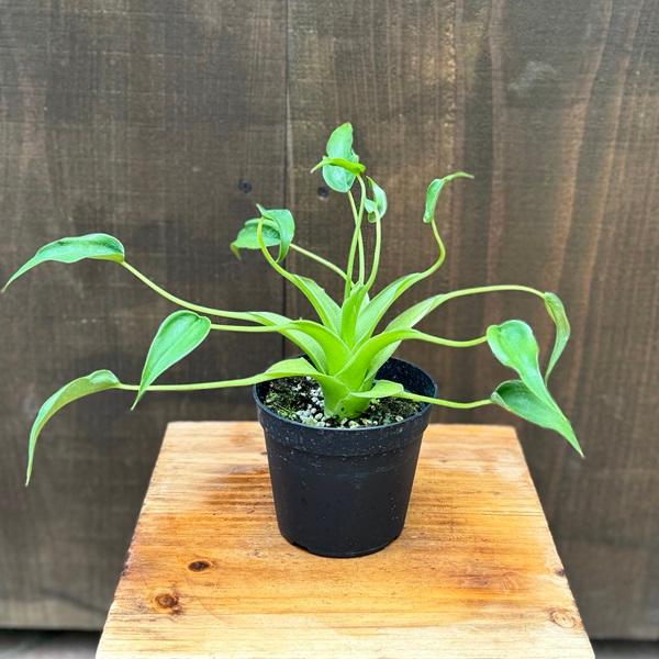 アロカシア　タイニーダンサー確認用 観葉植物：アロカシア タイニーダンサー*3.5号 プラポット