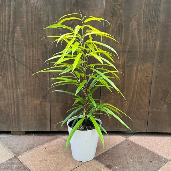 フィッカス・アムステルダム　インテリアポット入　リビングサイズ 観葉植物：フィカス アムステルダム ゴールド*6号プラポット : 遊恵