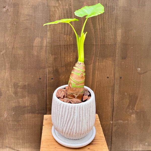 クワズイモ　鉢植え室内 クワズイモを頂いたのですが、5年ほど植え替えられておらず鉢が