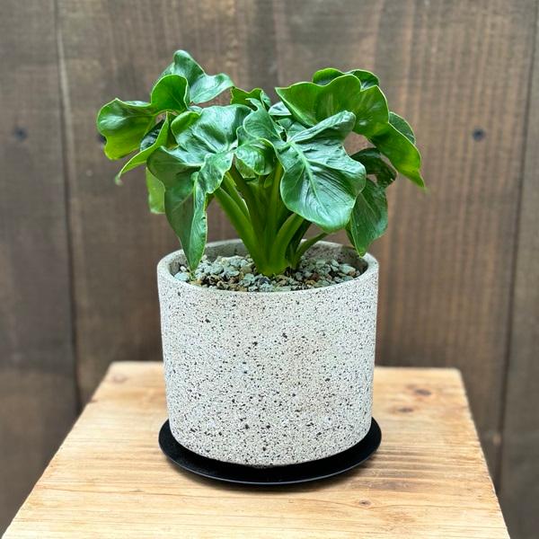 観葉植物 鉢色選べます：フィロデンドロン セローム アトム 鉢植え