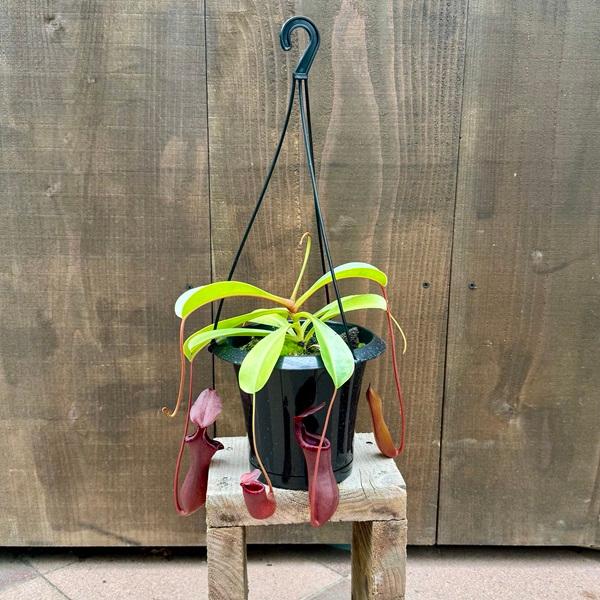 ネペンテス ブリジアナ5.0号 食虫植物 ネペンテス ブリジアナ 【観葉植物 5号／1個売り】｜ 【植物