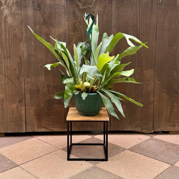 観葉植物：ビカクシダ コウモリラン ネザーランド*7号 吊り鉢