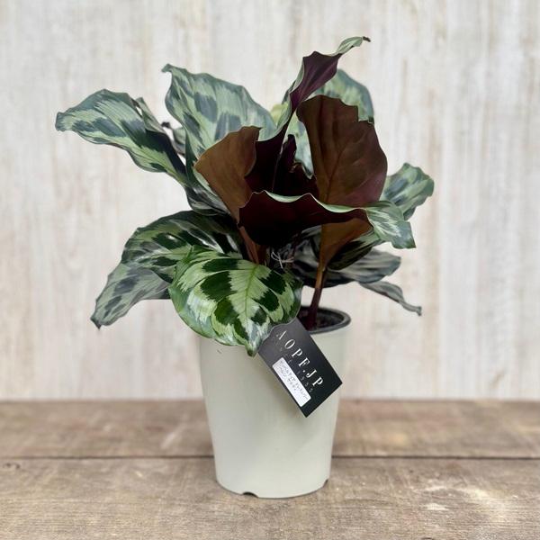 カラテア・ドレスレリ 観葉植物：ゲッペルティア ドレスレリー ヘレン ケネディ*5号