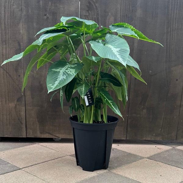 観葉植物：スキスマト グロッティス プミラ*8号 : 遊恵盆栽 Yahoo!店