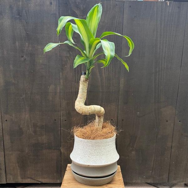 観葉植物 鉢色選べます：ドラセナ マッサンゲアナ 鉢植え*皿付き