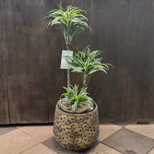 観葉植物：ドラセナ サプライズ 鉢カバー*麻布飾り付き 大型ヤマト便